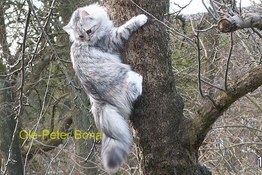 Sibirische Katze Darinja von der Gronau